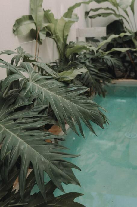 Torana A1 Cozy Design Apt W Pvt Pool And Patio Apartment Tulum